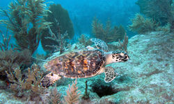 Turtle Swimming, Florida, USA
