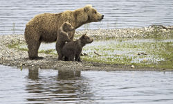 Bear with Cubs, USA