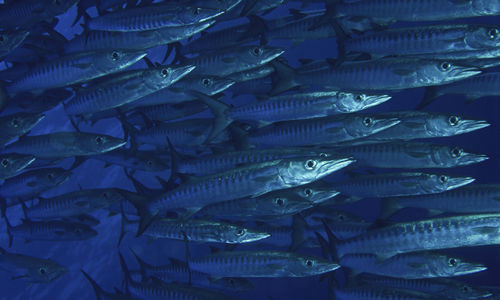 School of Barracuda