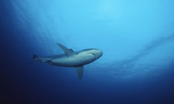 Silvertip Reef Shark