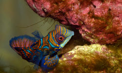 Mandarin Fish, Papua New Guinea