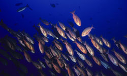 School of Red Snapper, New Ireland