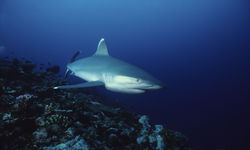 Silvertip Reef Shark, Papua New Guinea