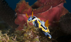 Nudibranch, Papua New Guinea