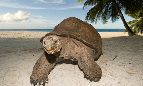 aldabra tortoise