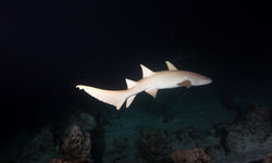nurse shark night dive