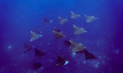 spotted eagle rays