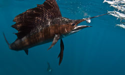 sailfish
