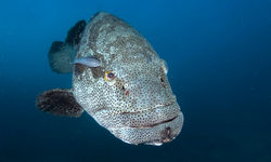 goliath grouper