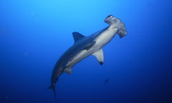 hammerhead