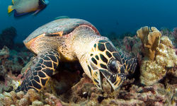 sea turtle eating