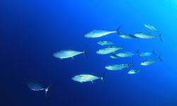 trevally