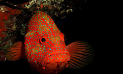 coral hind grouper