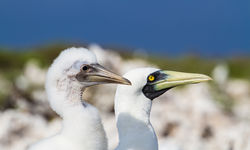 sea birds Seychelles