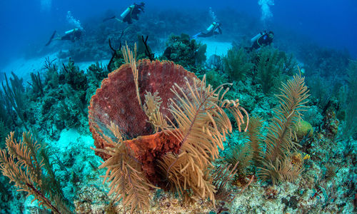 coral reef southern belize