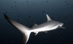 grey reef shark