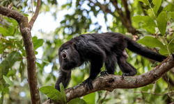howler monkey