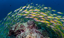 yellow snapper belize