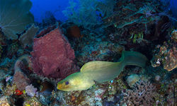 moray eel