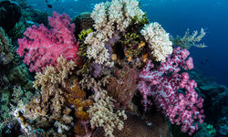 coral reef banda sea
