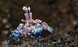 harlequin shrimp