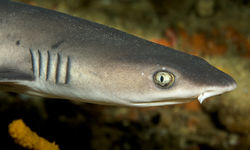 whitetip reef shark