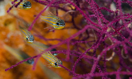 cardinalfish