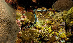 banded sea snake