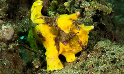 frogfish muck diving
