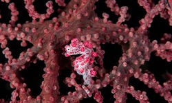 pygmy seahorse