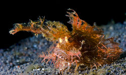 scorpionfish