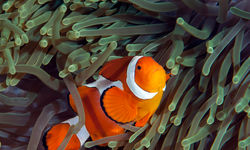 anemonefish