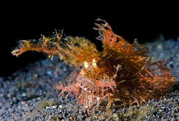 scorpionfish