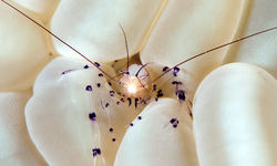 bubble coral shrimp