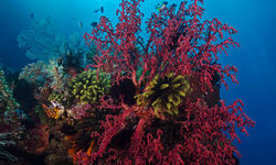 coral reef forgotten islands