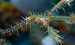 ornate ghost pipefish