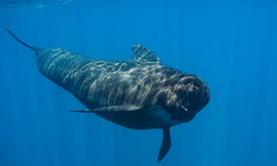 pilot whale
