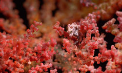 pygmy seahorse