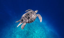 sea turtle