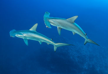 hammerhead sharks forgotten islands