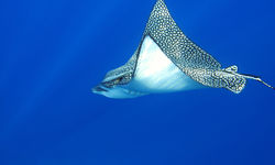 spotted eagle ray