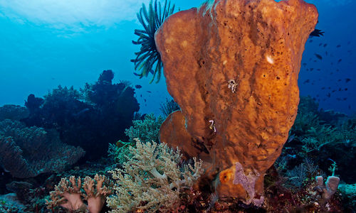 barrel sponge coral