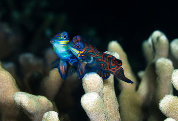 mandarin fish