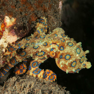 blue-ringed octopus