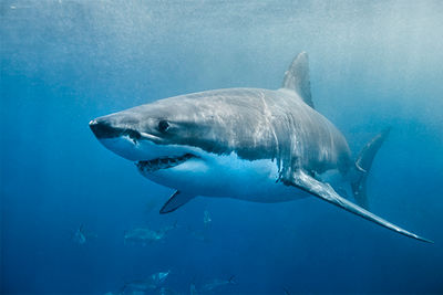 great white shark