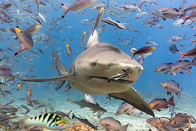 bull shark