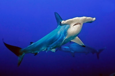 hammerhead sharks