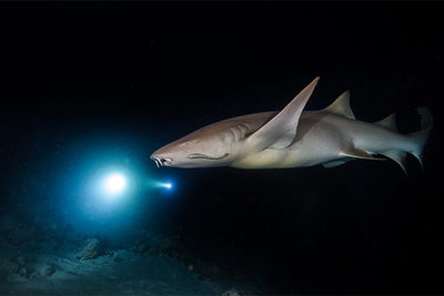 bonnethead shark