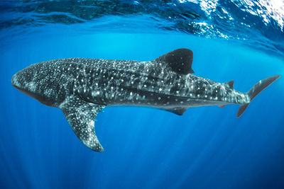 whale shark