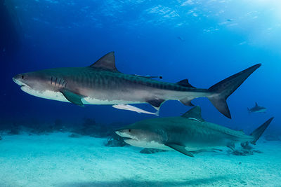 tiger sharks